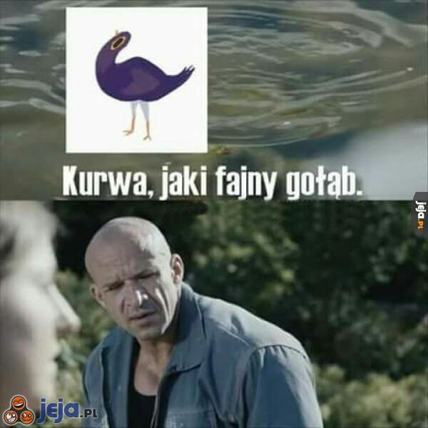 Czy to gołąb?