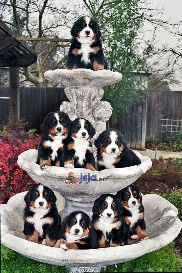 Psia fontanna