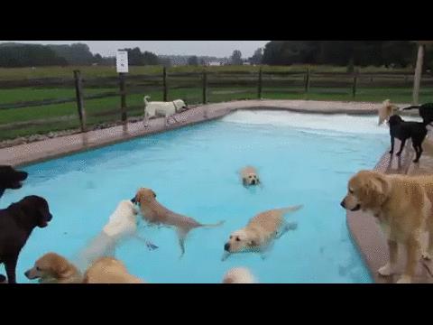 Tak wygląda basen w hotelu dla psów