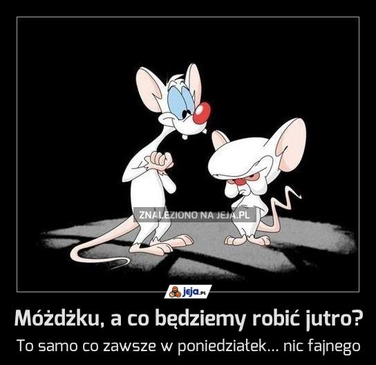 Móżdżku, a co będziemy robić jutro?