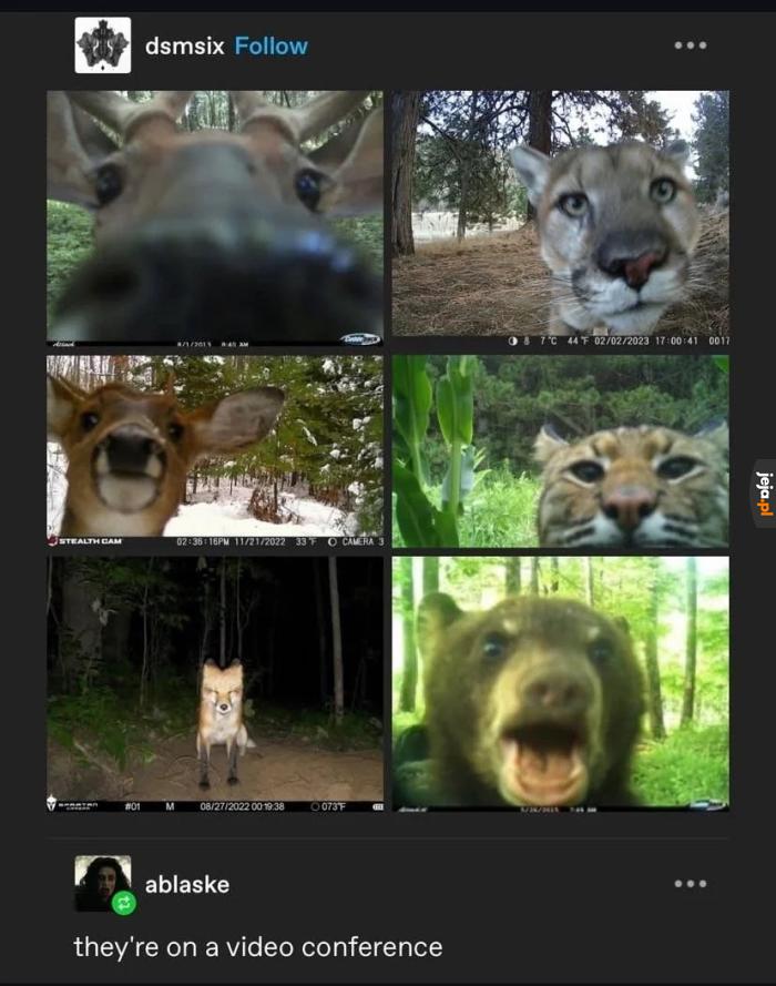 Wideokonferencja Rady Leśnej
