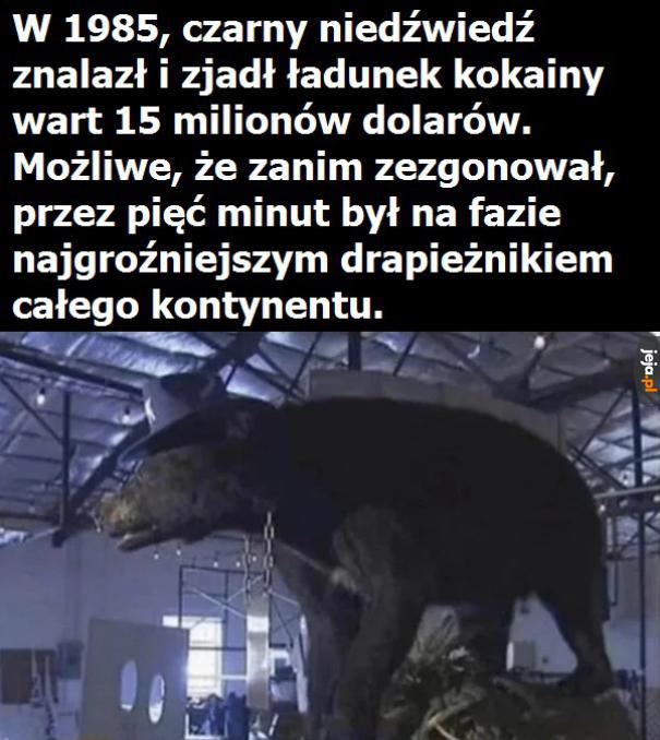 Atomowy niedźwiadek
