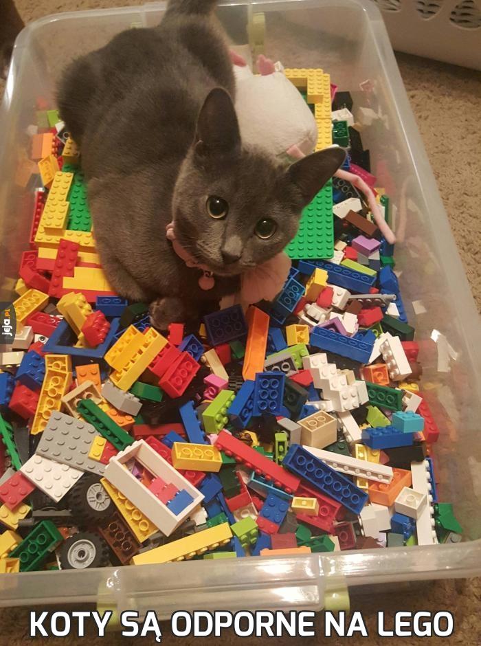 Koty są odporne na Lego