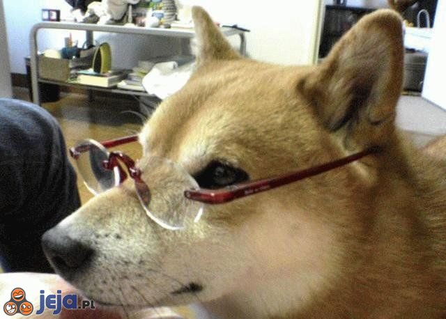 Psi profesor