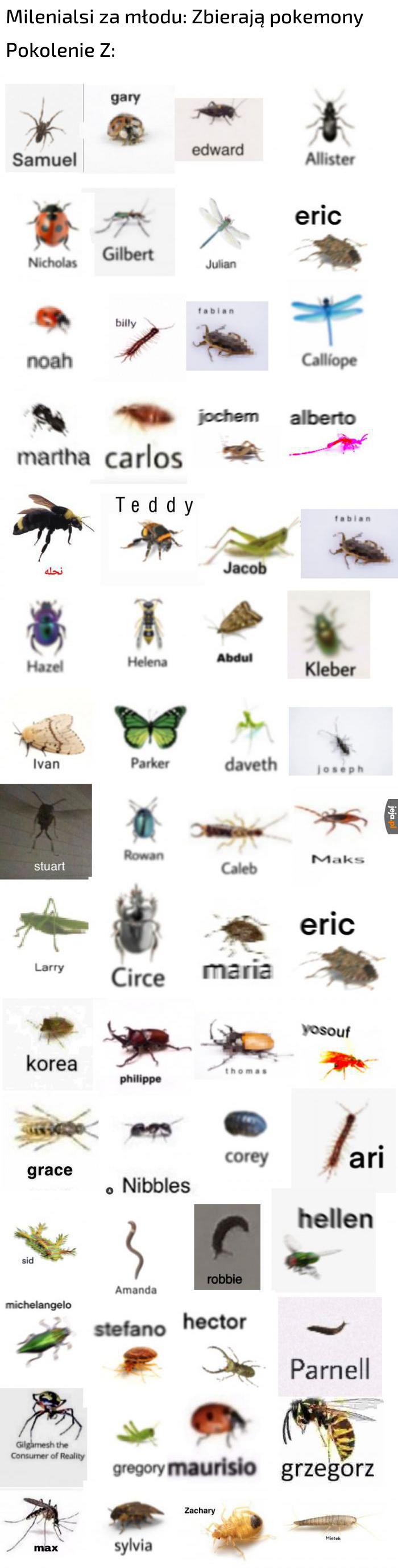Śmieszne owady z imionami