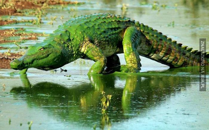 Krokodyl po kąpieli