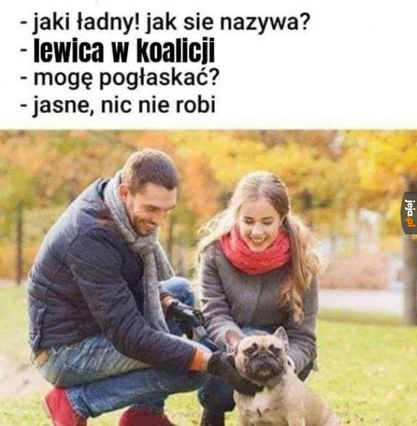 Czasem szczeka, ale nie gryzie