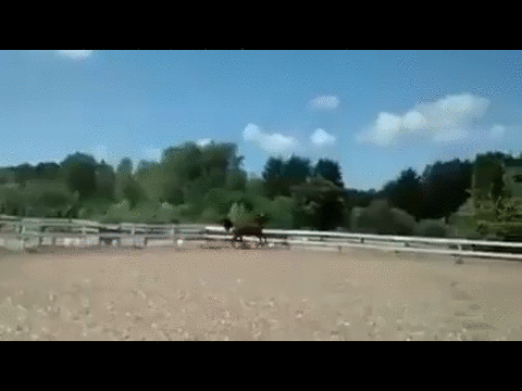 Sprytna ucieczka konia