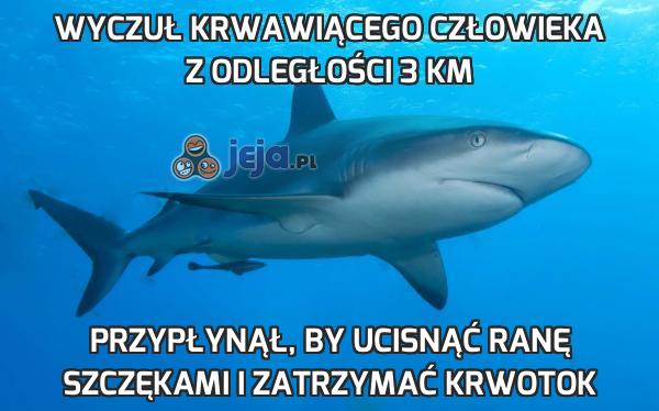 Wyczuł krwawiącego człowieka z odległości 3 km