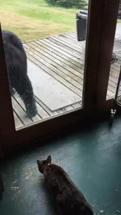 Kot vs Niedźwiedź