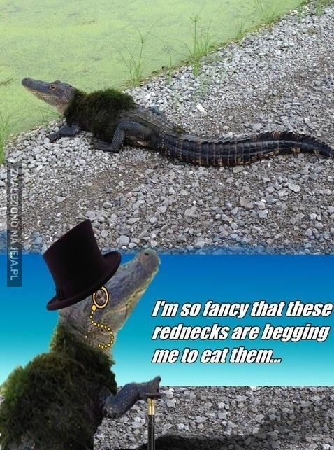 Pan Krokodyl taki stylowy