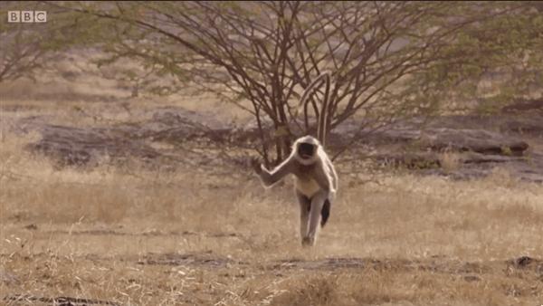 Uwaga, naku*wiam salto!