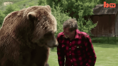 Jak niedźwiedzie okazują miłość