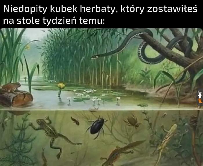 Stworzyłem życie!