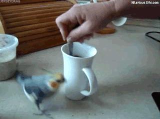 Ptaszor przesadził z kawą