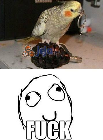 Papugi i granaty to nie jest dobry pomysł
