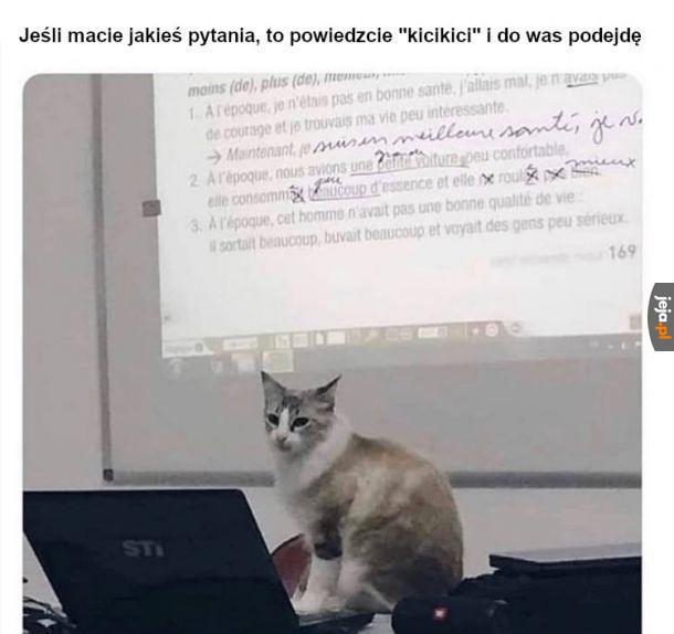 Koci wykładowca