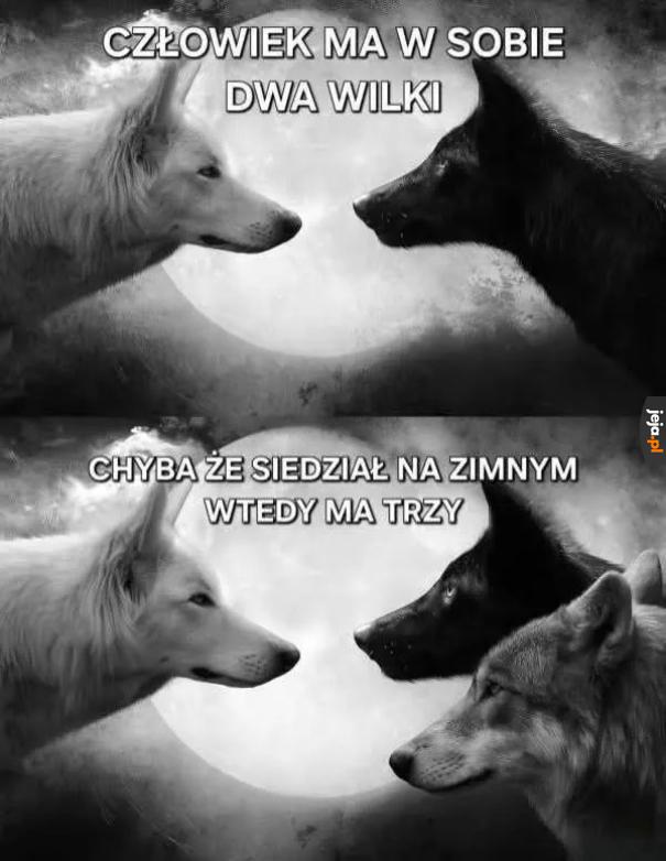 Wilki