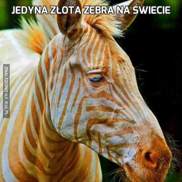 Jedyna złota zebra na świecie