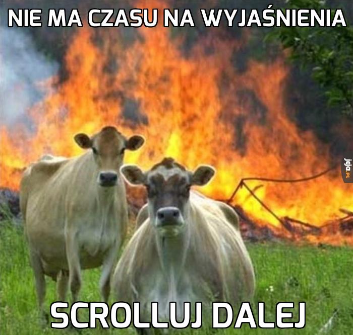 Krowy apokalipsy