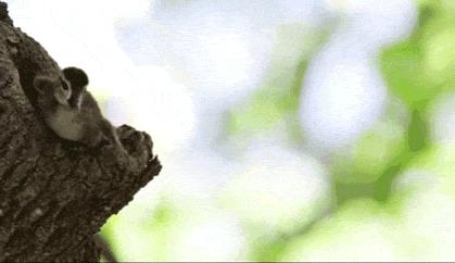 Uwaga, skaczę!