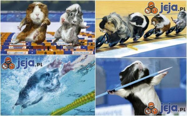 Świnki morskie na olimpiadzie