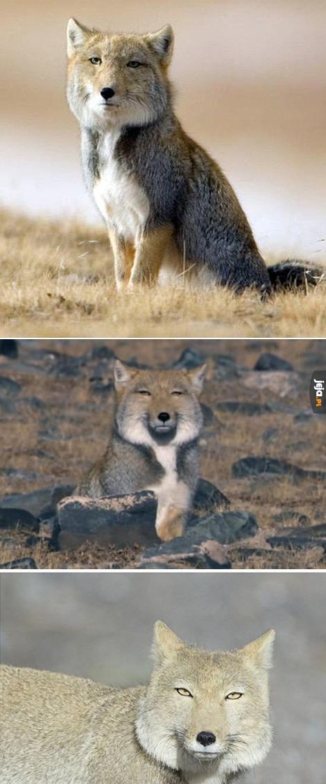 Tybetański lis ma wszystko w dupie