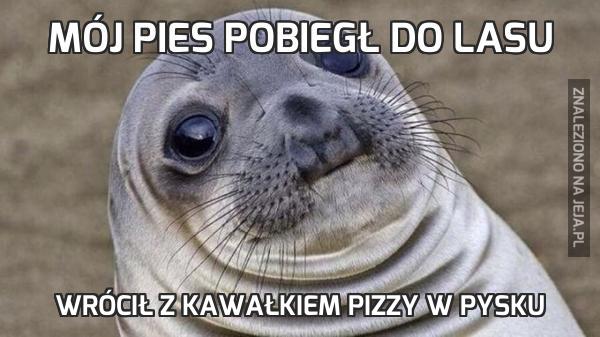 Mój pies pobiegł do lasu