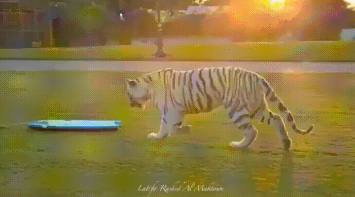 Tygrys surfujący po trawie, scrolluj dalej