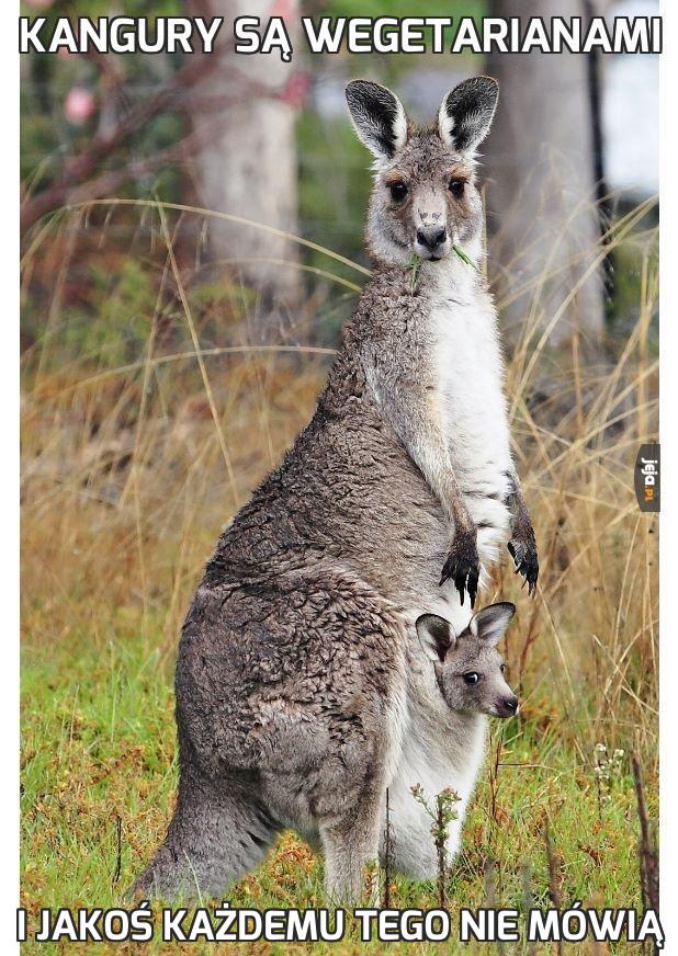 Kangury są wegetarianami