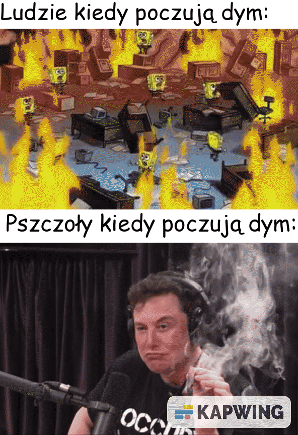 Pszczelarze uspokajają pszczoły dymem