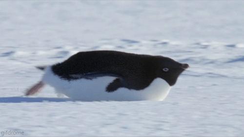 Szybki pingwin
