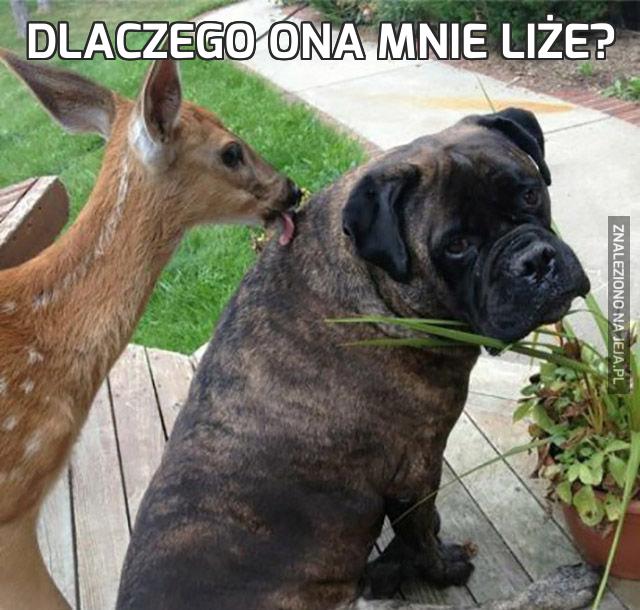 Dlaczego ona mnie liże?