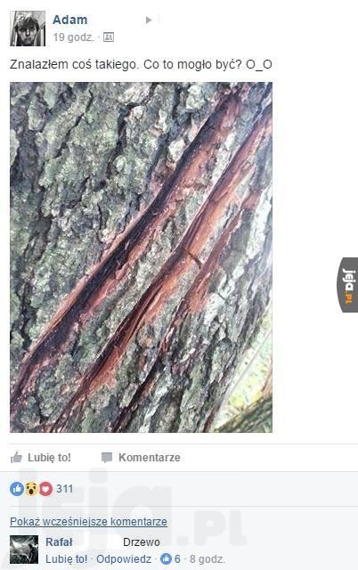Co to mogło być?