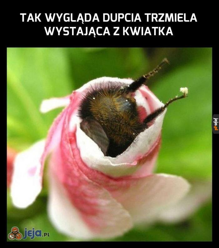 Pupa pupa