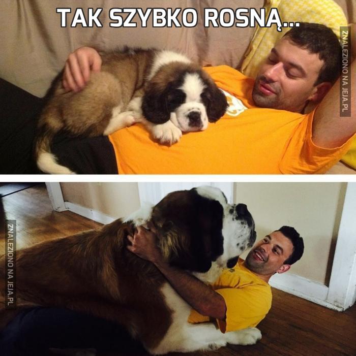 Tak szybko rosną...
