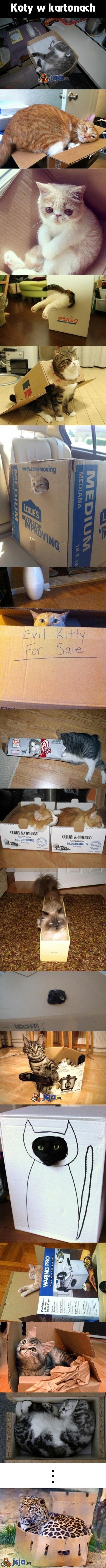 Koty w kartonach
