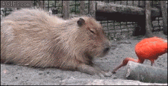Magiczny przycisk do wyłączania kapibary