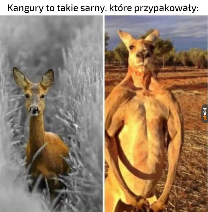 koksy-jeja-pl