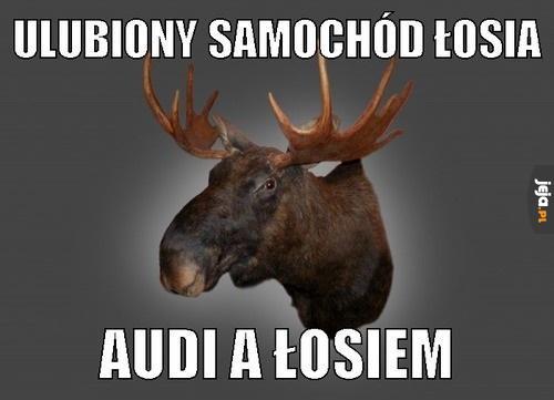 Ulubiony samochód łosia