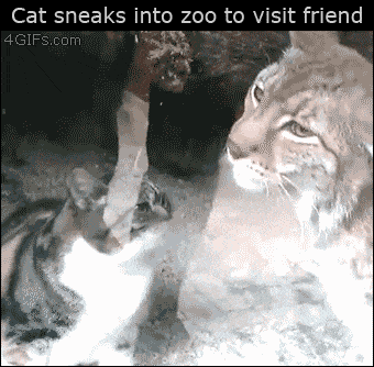 Koteł przyszedł do swojego przyjaciela w Zoo