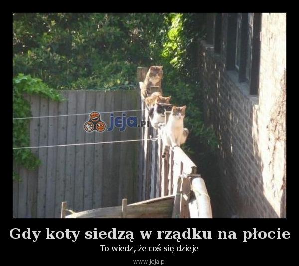 Gdy koty siedzą w rządku na płocie