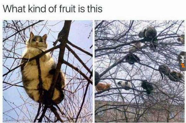Zakazany owoc