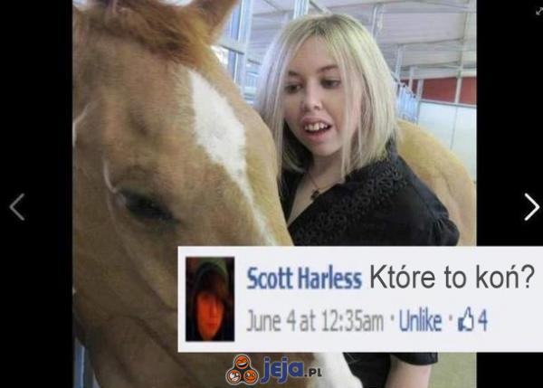 Które to koń?