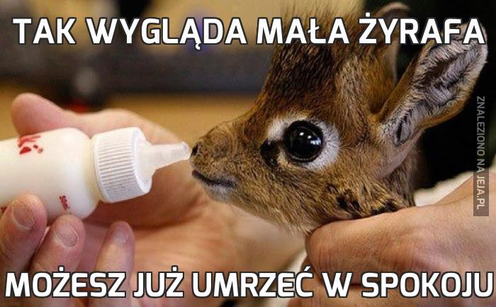 Tak wygląda mała żyrafa