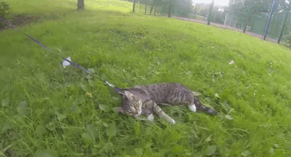 Kot uwielbia spacery na swojej smyczy