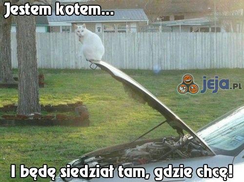 Jestem kotem...