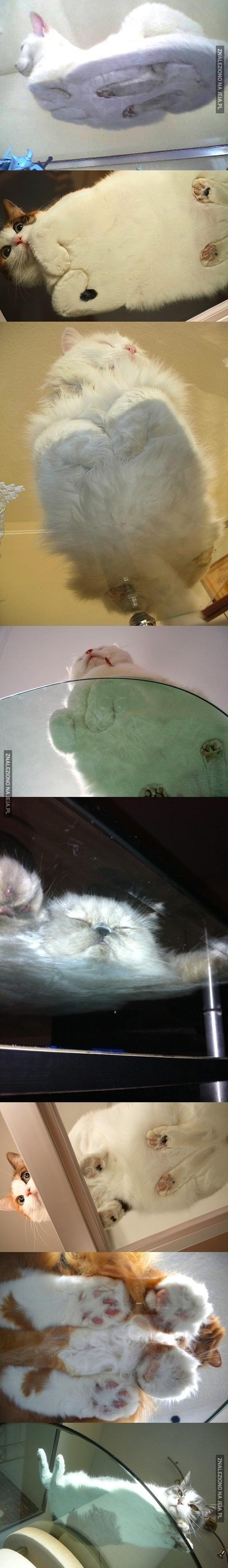 Śmieszne zdjęcia kotów spod szkła