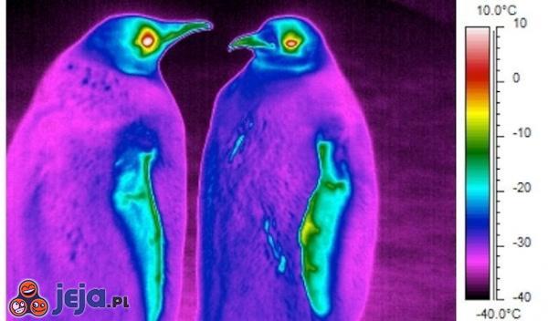 Temperatura pingwinów