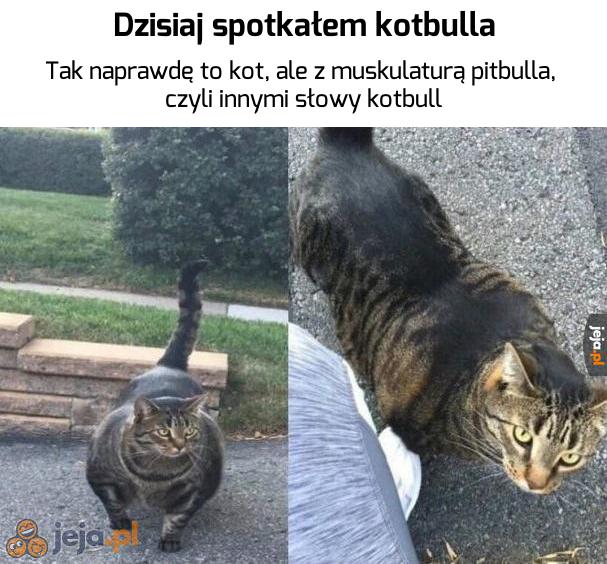 I żaden pies nie będzie podskakiwać